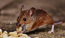 24 Hour & Emergency Exterminators in Muhlenburg Park, PA
